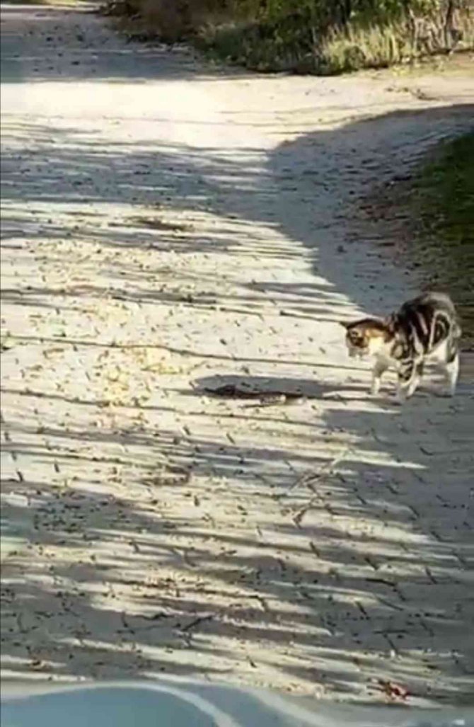 Kedilerin Yılanla Mücadelesi