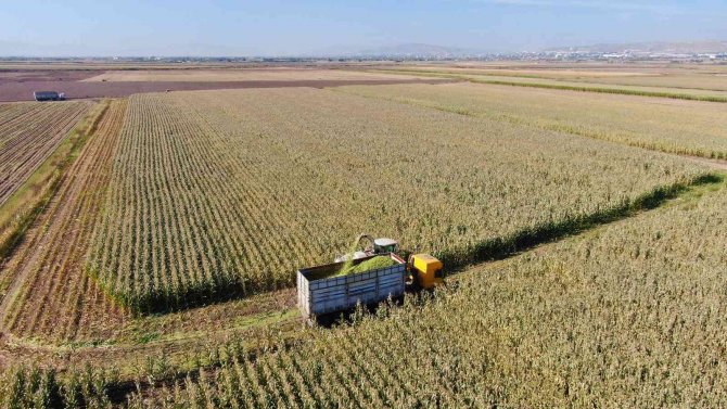 Elazığ’da Silajlık Mısır Hasadı Başladı