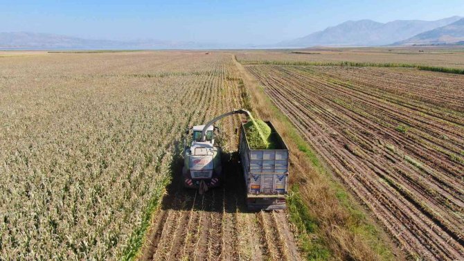 Elazığ’da Silajlık Mısır Hasadı Başladı
