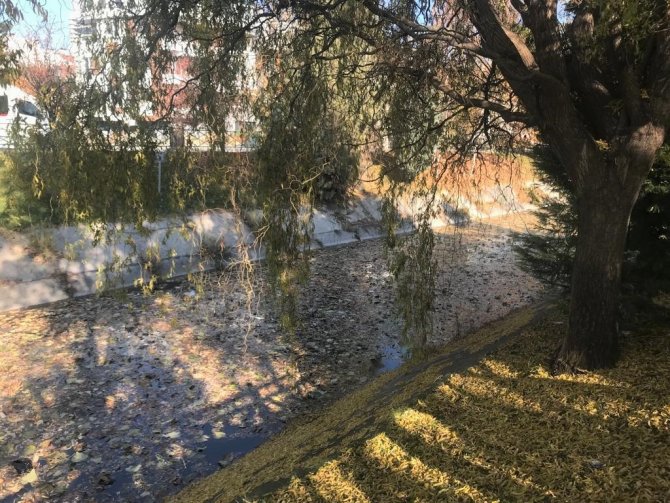 Dökülen Yapraklar Su Yüzeyini Kapladı