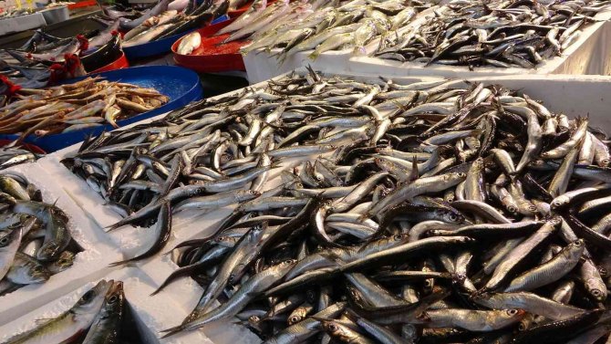 Hamsi Tezgahları Şenlendirmeye Başladı