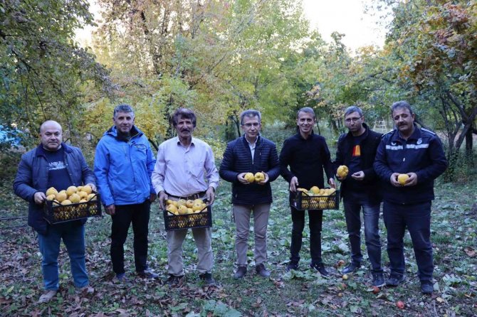 Karnavas’ın Ayvası Vitamin Deposu