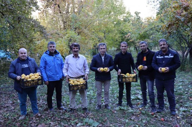 Karnavas’ın Ayvası Vitamin Deposu