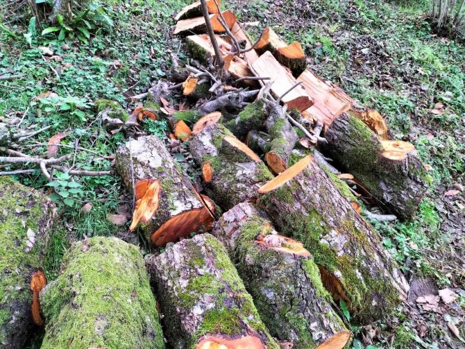 Köylerde Odun Kırma Zamanı