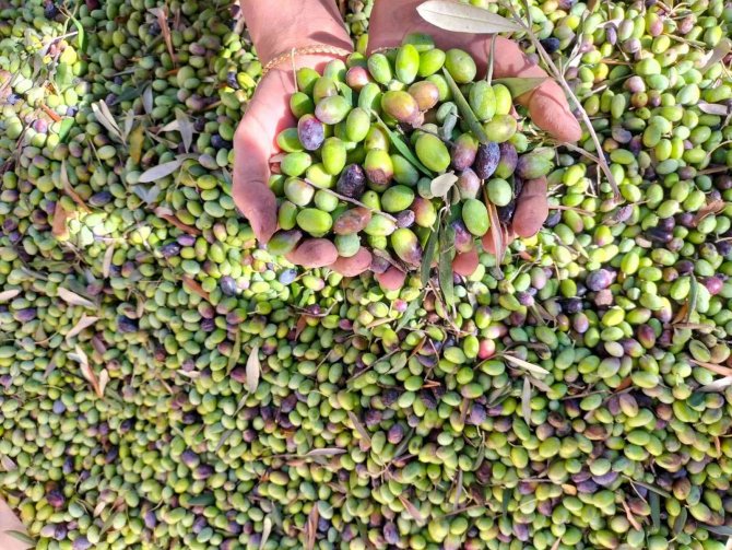 Köyceğiz’de Yağış Sonrası Zeytin Hasadı Hızlandı
