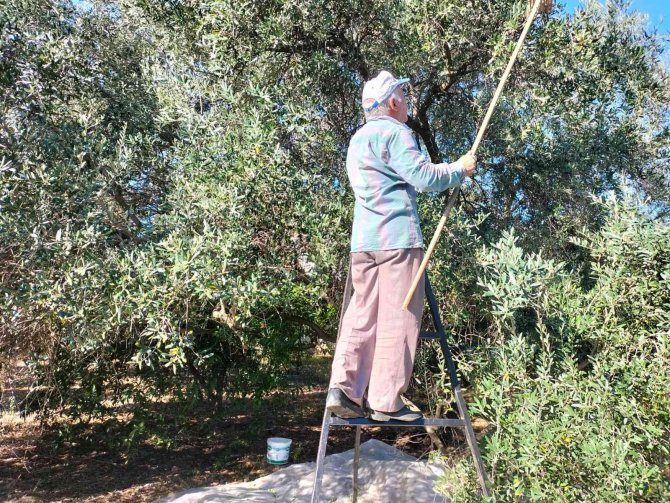 Köyceğiz’de Yağış Sonrası Zeytin Hasadı Hızlandı