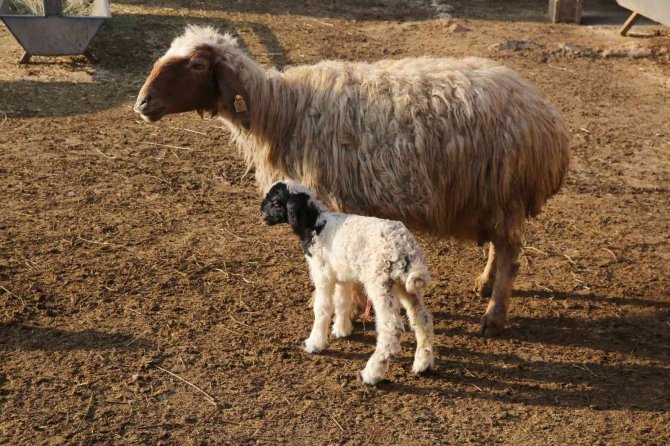 Mardin’de Küçükbaş Hayvancılıkta Yüzde 50 Artış