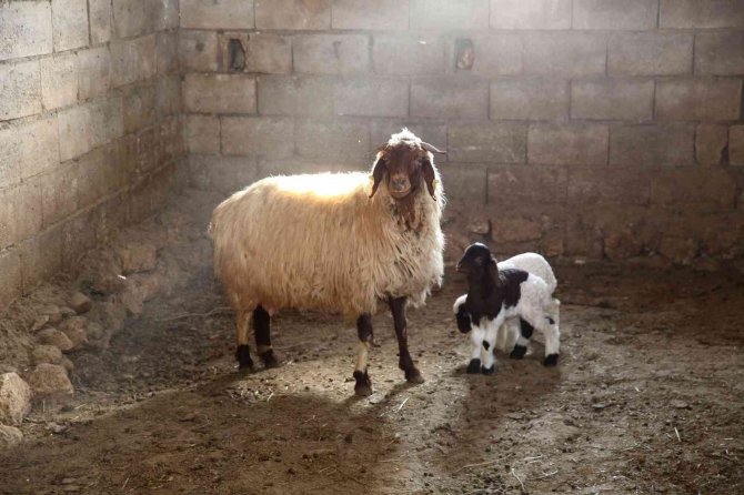 Mardin’de Küçükbaş Hayvancılıkta Yüzde 50 Artış