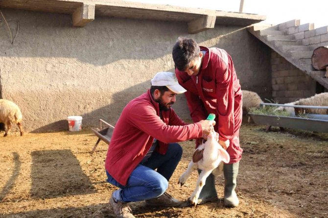Mardin’de Küçükbaş Hayvancılıkta Yüzde 50 Artış