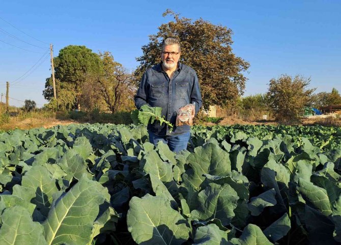 Lahana Ve Marul Yaprakları İnovasyon İle Sokak Hayvanlarına Yem Olacak