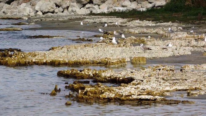 Sular Çekilince Van Gölü’ndeki Mikrobiyalitler Ortaya Çıktı