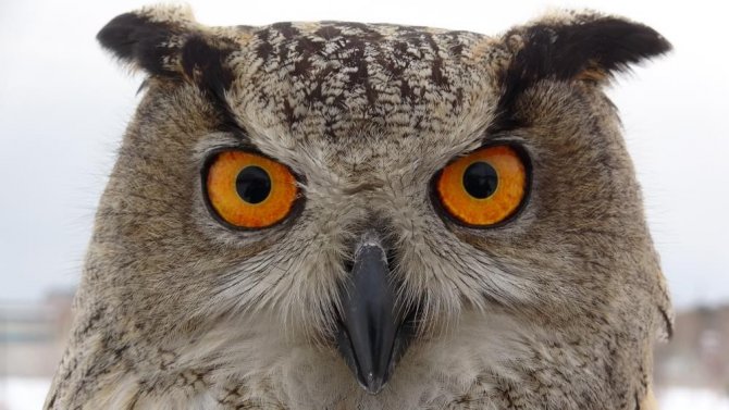 Van’da 250 Yaban Hayvanı Tedavi Edilerek Doğaya Salındı