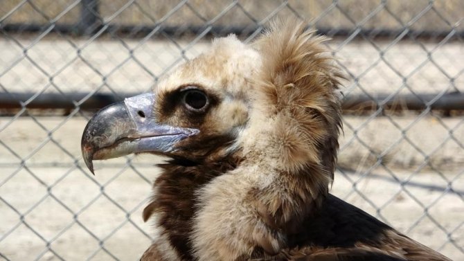 Van’da 250 Yaban Hayvanı Tedavi Edilerek Doğaya Salındı