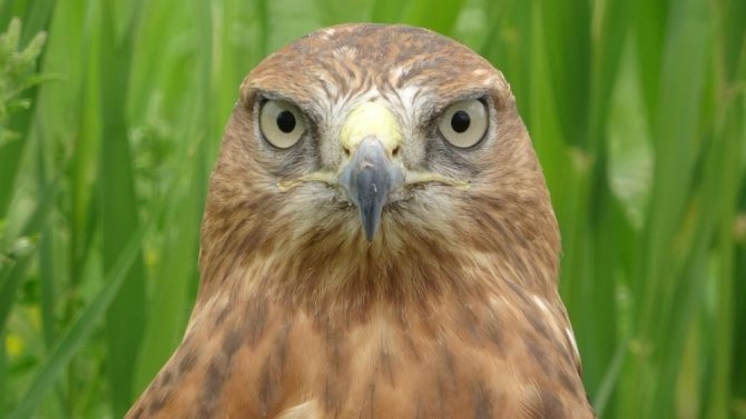 Van’da 250 Yaban Hayvanı Tedavi Edilerek Doğaya Salındı