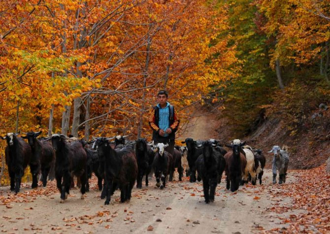 Kahramanmaraş’ta Sonbahar Renkleri