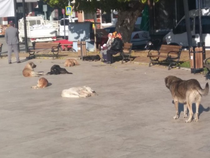Aydın’da Sokak Köpekleri Sorun Olmaya Başladı