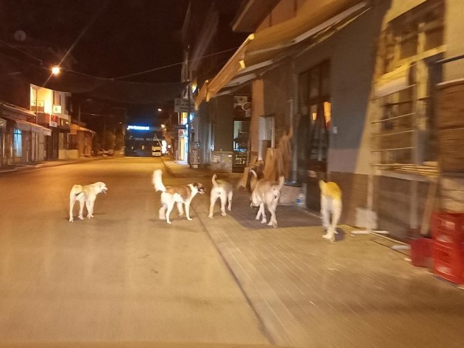Aydın’da Sokak Köpekleri Sorun Olmaya Başladı