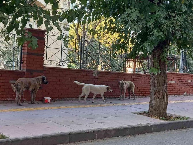 Aydın’da Sokak Köpekleri Sorun Olmaya Başladı