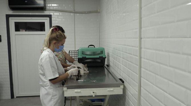 Bayraklı’da 5 Ayda Bin 250 Sokak Hayvanı Tedavi Edildi