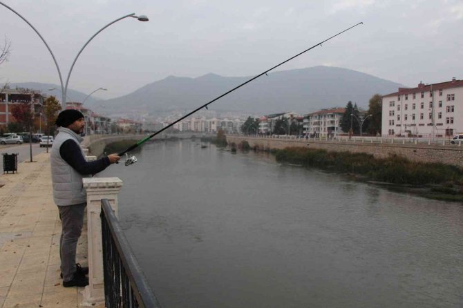 Yeşilırmak’ta Su Samuru Ailesi Görüldü, Vatandaşlar Yayın Balığı Sandı