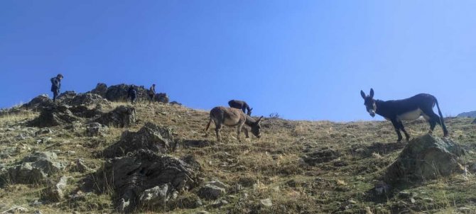 Göçerler, Sürüleriyle Birlikte 35 Günlük Göç Yolunda