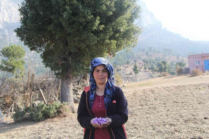 Kilosu 100 Bin Liradan Satılıyor, 80 Bin Çiçekten Yarım Kilo Üretiliyor