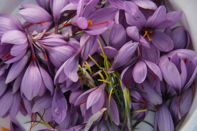 Kilosu 100 Bin Liradan Satılıyor, 80 Bin Çiçekten Yarım Kilo Üretiliyor