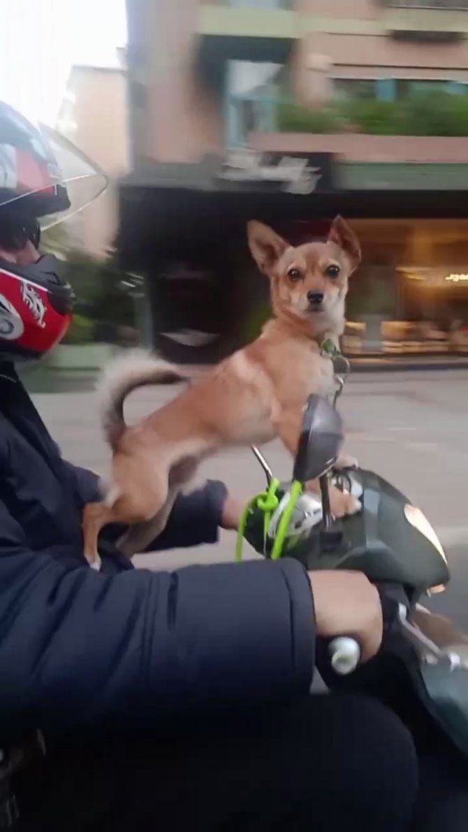 Kadıköy’de Köpeğin Motosiklet Üzerinde Gülümseten Yolculuğu