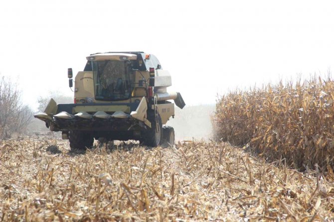 Karaman Ovasında Yemlik Mısır Hasadı Başladı