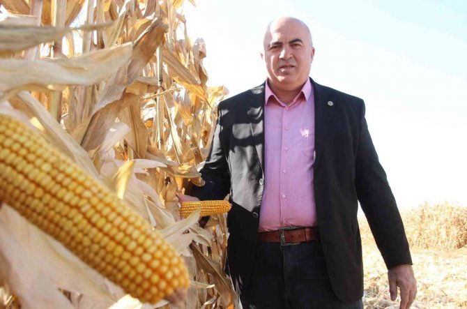 Karaman Ovasında Yemlik Mısır Hasadı Başladı