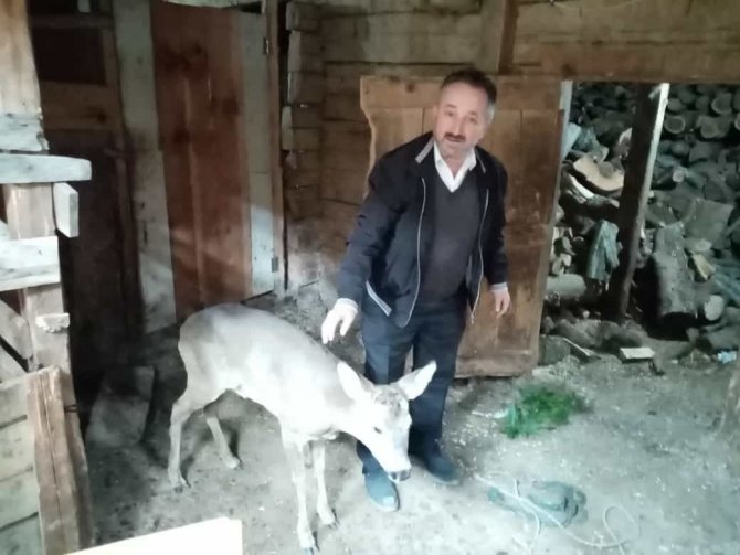 Yaralı Halde Bulunan Karaca, Tedavi Altına Alındı