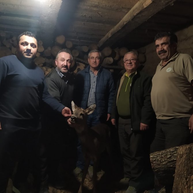 Yaralı Halde Bulunan Karaca, Tedavi Altına Alındı