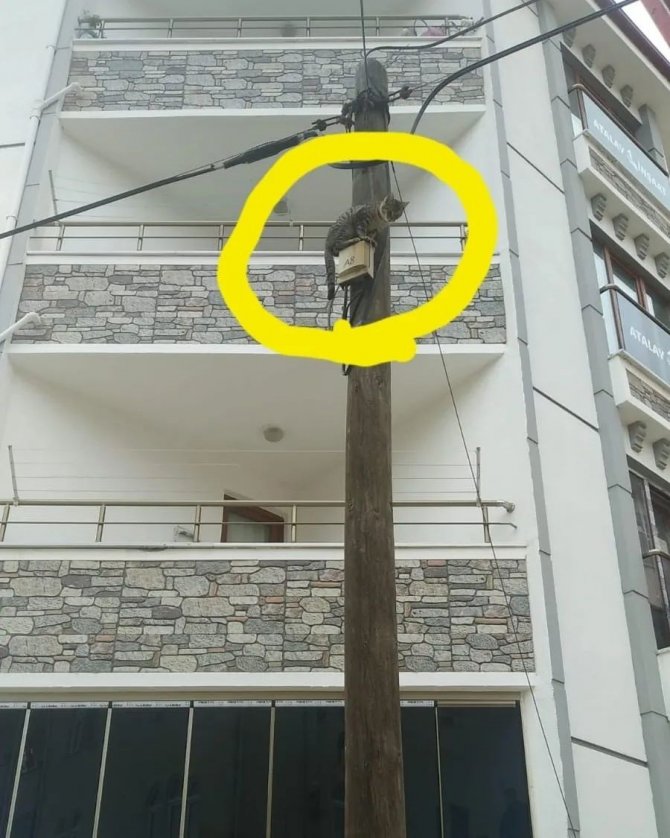 Telefon Direğinde Mahsur Kalan Kedi Kurtarıldı
