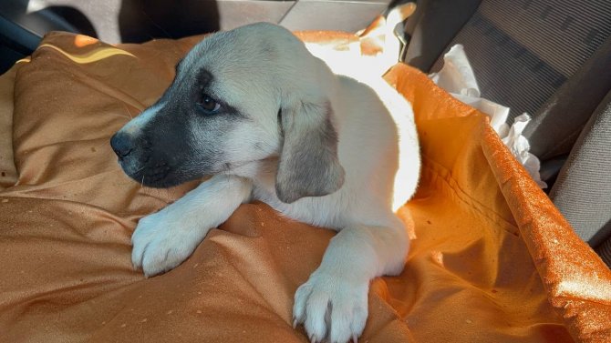 Park Halinde Otomobilin Altında Ezilen Köpeğe Şefkat Eli
