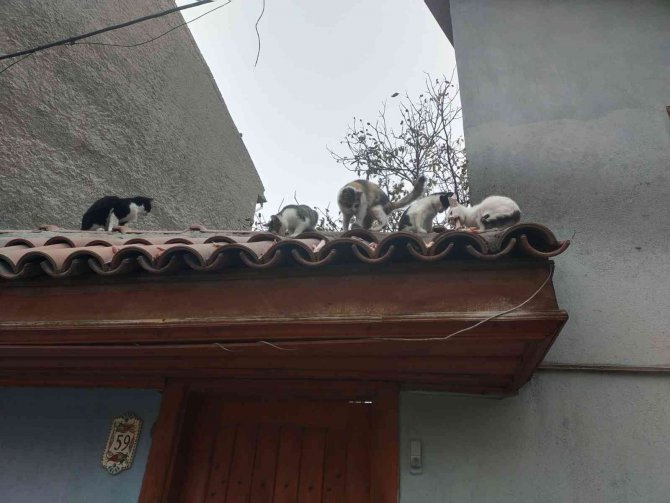 Evinin Camından Onlarca Kediyi Besliyor