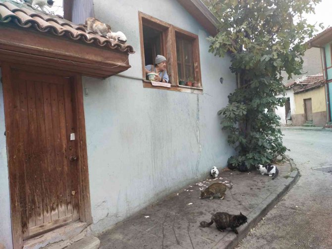 Evinin Camından Onlarca Kediyi Besliyor