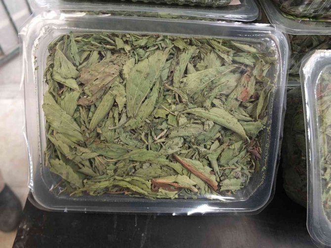 Balıkesir’de Üretilen Şeker Otu Amerika’ya İhraç Ediliyor