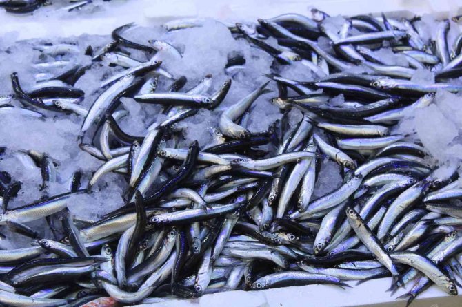 Sinop Açıklarında Avlanan Hamsi Tezgâhları Şenlendirdi