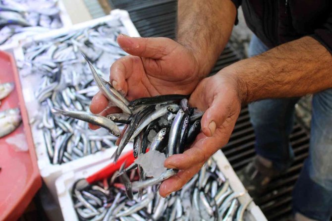 Sinop Açıklarında Avlanan Hamsi Tezgâhları Şenlendirdi