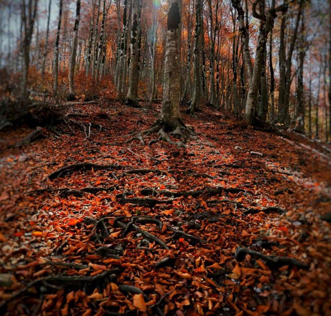 Kahramanmaraş’ta Sonbahar Renkleri