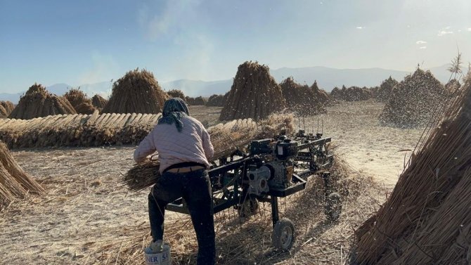 5 Aylık Kamış Sezonunda 1 Milyon Dolarlık İhracat Yapıyorlar