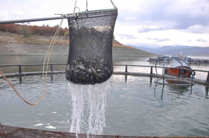 Tokat’tan Rusya’ya Somon İhracatı