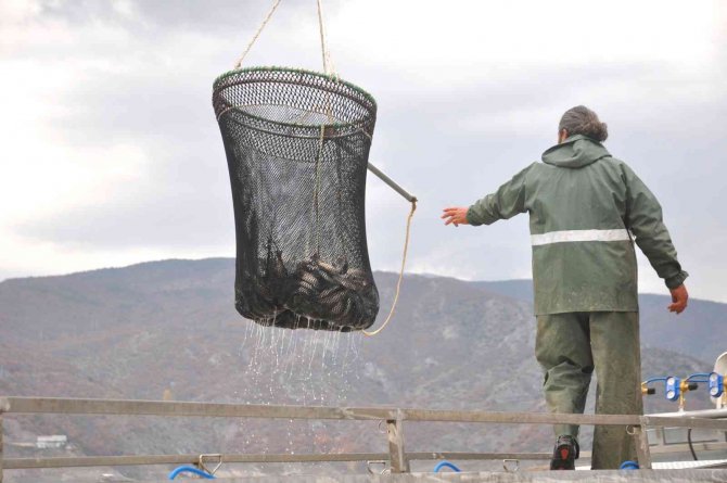 Tokat’tan Rusya’ya Somon İhracatı
