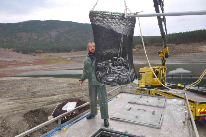 Tokat’tan Rusya’ya Somon İhracatı