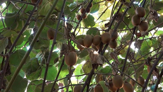 Yalova Kivisi Yurt Dışı Pazarına Açıldı