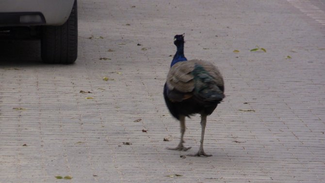 Bu Tavus Kuşları Sokakta Geziyor