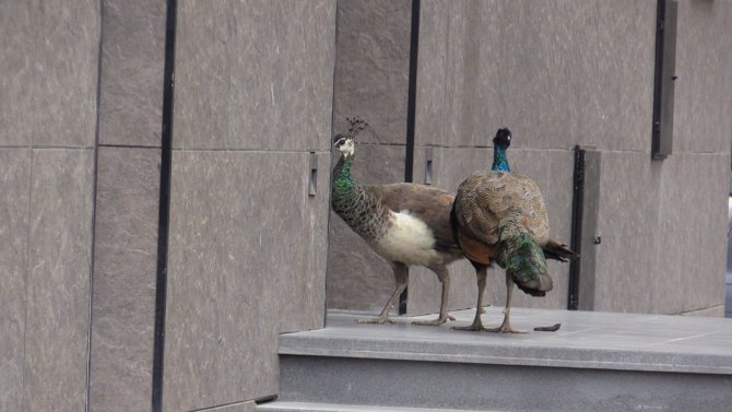 Bu Tavus Kuşları Sokakta Geziyor