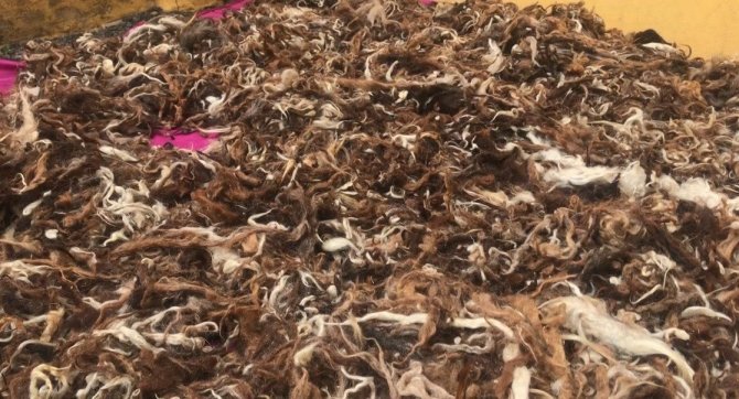 Kadınların Yün Çırpma Mesaisi