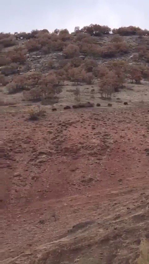 Köye İnen Domuz Sürüsünü Çoban Köpeği Uzaklaştırdı, O Anlar Kamerada