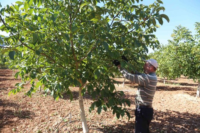 Çameli’nin Coğrafi İşaretli Cevizinde Hasat Sona Erdi